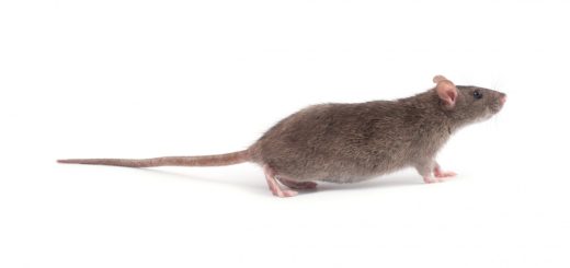 Rats et santé : comment protéger votre foyer des rongeurs ?